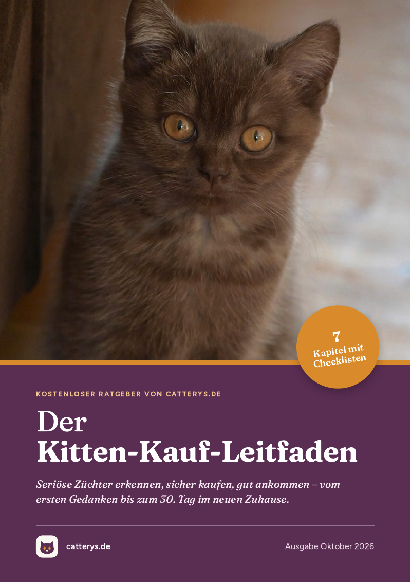 Titelseite des Kitten-Kauf-Leitfadens