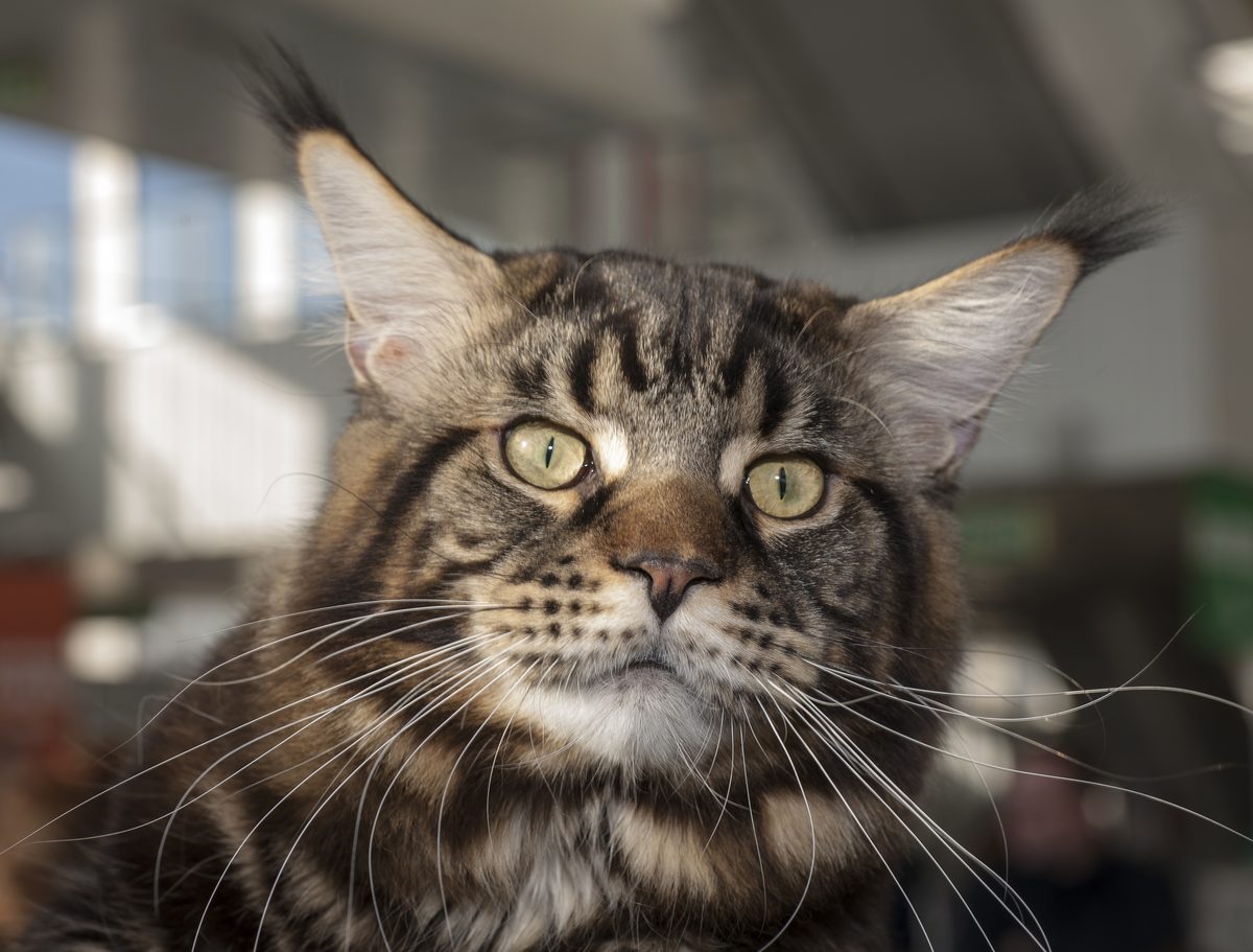 Maine Coon: Kopfporträt einer braun getigerten Maine Coon mit hellgrünen Augen, langen Schnurrhaaren und dunklen Luchspinseln an den Ohrspitzen